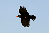 Chough