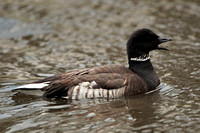 Black brant goose