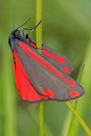 Cinnabar moth - Tyria jacobaeae