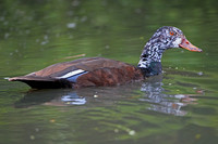 White winged wood duck