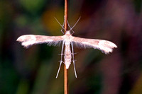 Plume moth - Emmelina monodactyla