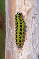 Six spot burnet caterpillar - Zygaena filipendulae