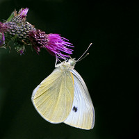 Small white butterfly - Pieris rapae