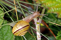 Brown lipped banded snail