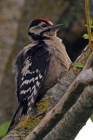 Great spotted woodpecker - Denrocopos major