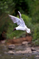 Black headed gull