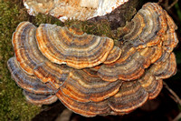 Turkey tail fungi - Trametes versicolor