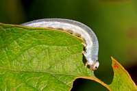 Primrose sawfly larvae