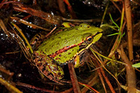 Iberian marsh frog - Rana perezi