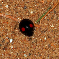 Kidney spot ladybird