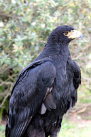 Verreaux's eagle - Aquila verreauxii