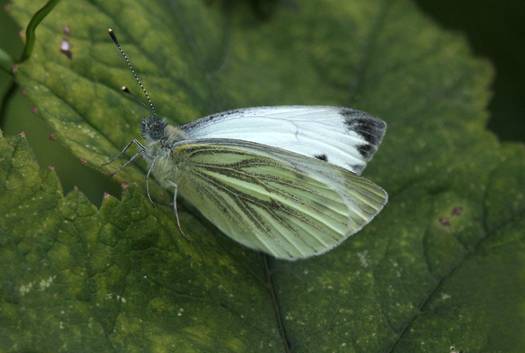 Green veined white - Pieris napi