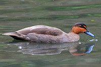 Philippine duck