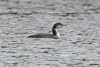 Great northern diver