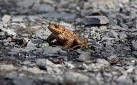 Common toad