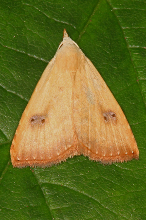 Straw dot moth - Rivula servicealis