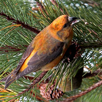 May 16 - Common crossbill