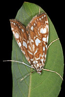 Brown china mark moth