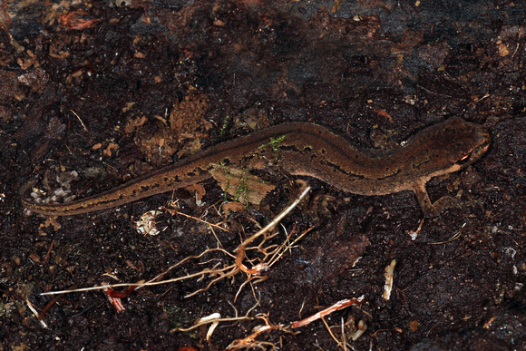 Common newt - Triterus vulgaris