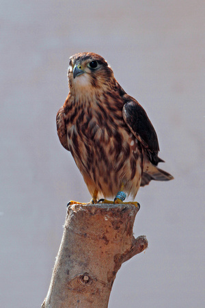 Merlin - Falco columbarius