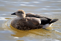 Blue winged goose