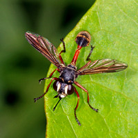 Thick headed fly - Physocephala rufipies