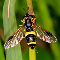 Hover fly - Chrystotoxum bicinctum