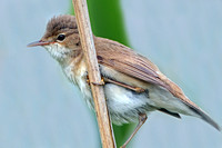 Reed warbler - Acrocephalus scirpaceus