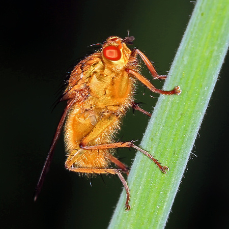 Orange dung fly - Scattophaga stercoraria