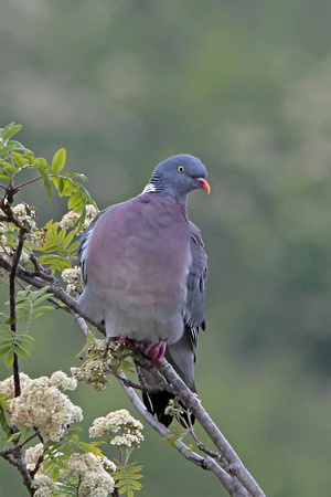 Wood pigeon - Columba palambus