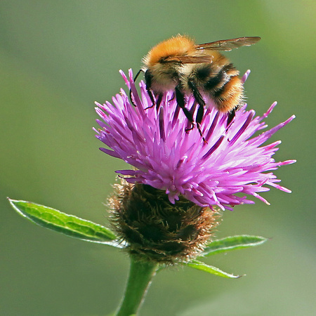 Brown banded carder bee - Bombus pascuorum
