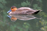 Philippine duck - Anas luzonica