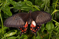 Common rose butterfly
