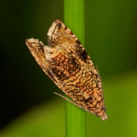 Micro moth - Celypha lacunana