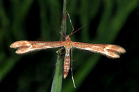 Plume moth - Marasmarcha lunaedactyla