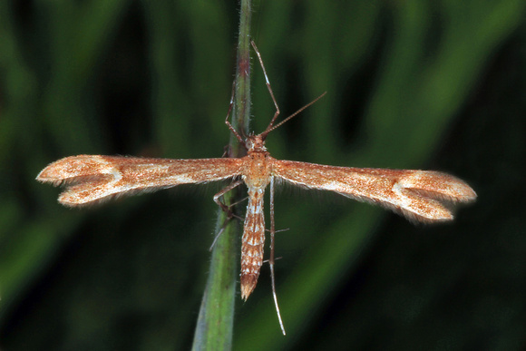 Plume moth - Marasmarcha lunaedactyla