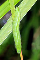 Speckled wood caterpillar - Parage aegeria