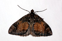Common marbled carpet