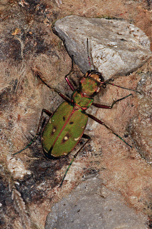Green tiger beetle - Cicindela campestris