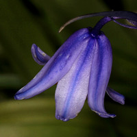 Common bluebell - Hyacinthoides non - scripta