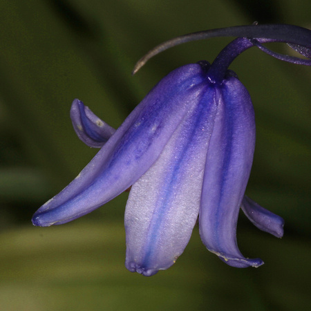 Common bluebell - Hyacinthoides non - scripta