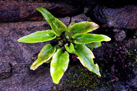 Hart's tongue fern - Asplenium scolopendrium