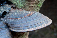 Hoof fungi - Fomes somentarius