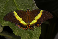 Emerald swallowtail butterfly - Papilio palinurus