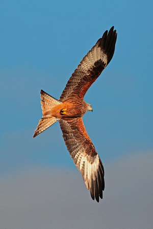Red kite -Milvus milvus