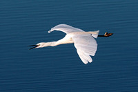 Little egret - Egretta garzetta