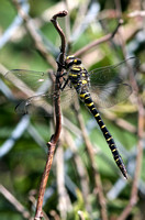 Gold ringed dragonfly