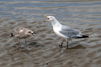 Herring gull - Larus argrntatus
