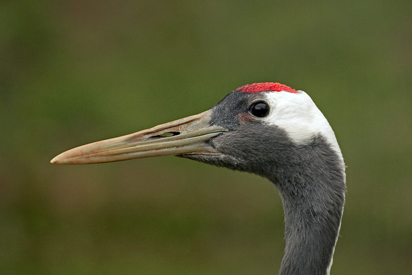 Red crowned crane - Grus japonensis