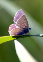 Small blue - cupido minimus